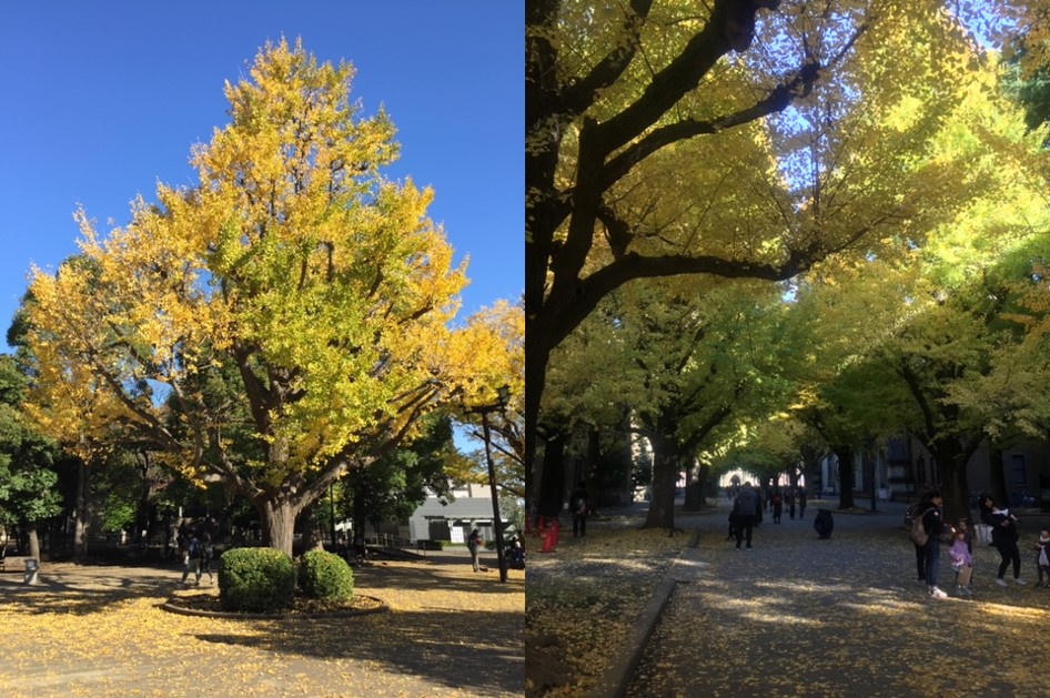 銀杏